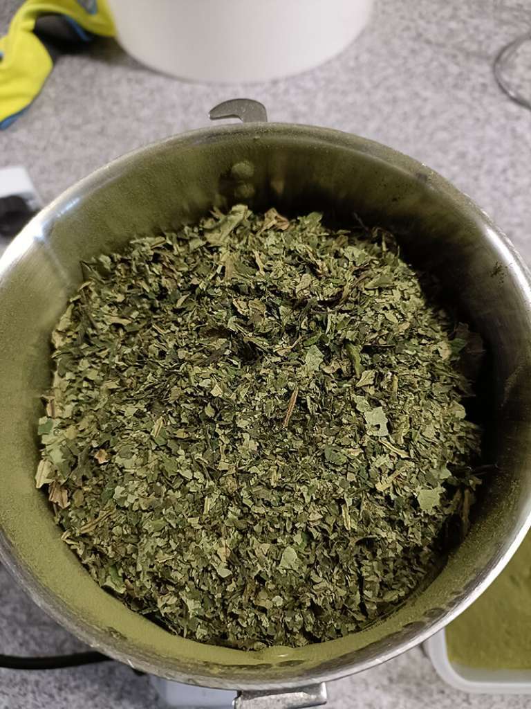 Grinding Kawakawa Grinding Kawakawa